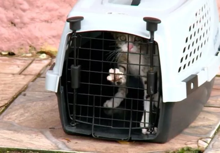 Un gato fue encontrado en la residencia que fue allanada en  Altos del Chase, en Betania. 