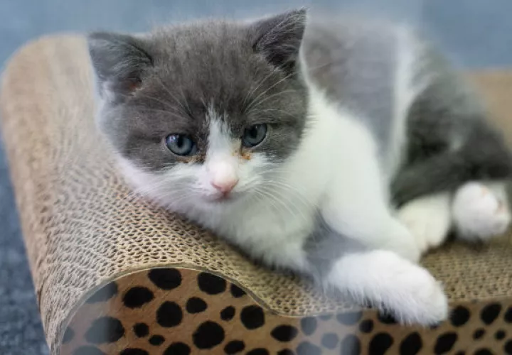 Garlic es el primer gato clonado por Sinogene, una compañía en Beijing que ha clonado docenas de perros. Foto/ Yan Cong para The New York Times.