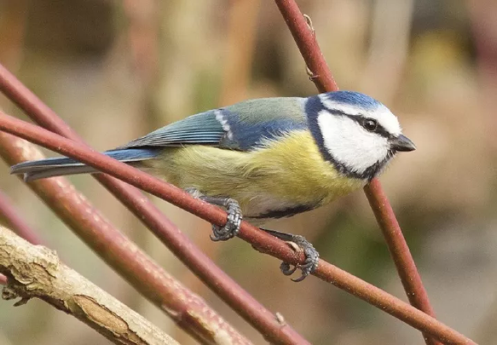 Este año esperan contar igual cantidad de aves o más que el año pasado. 