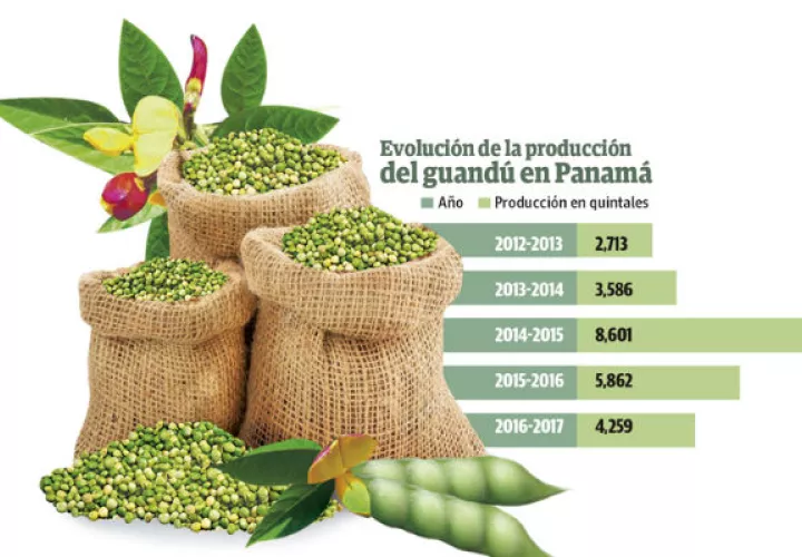 El guandú nacional es uno de los productos preferidos por los panameños