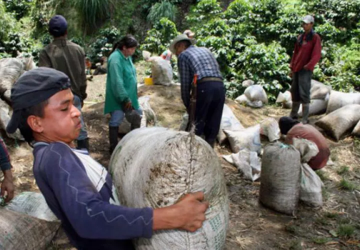 Apuestan a  la tecnificación de productores. EFE