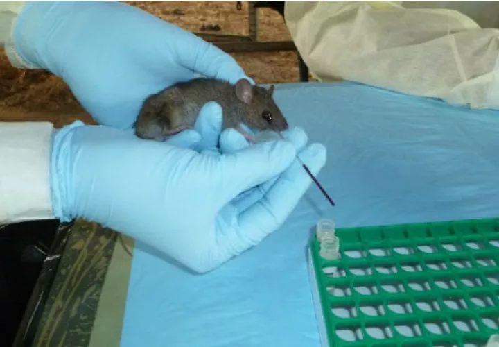 hantavirus_0.jpg