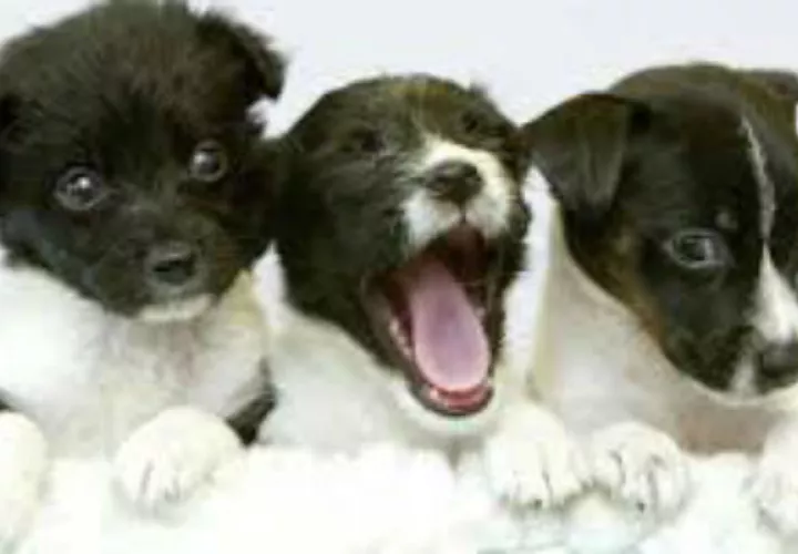 Convertía a los cachorros y perros en “mulas”. Foto: EFE.