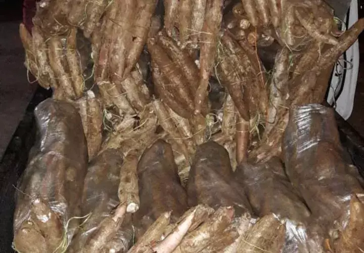 Investigan si la yuca iba ser vendida en otras regiones del país. Foto/Cortesía Policía Nacional