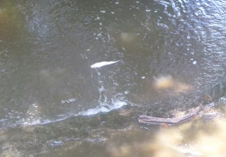 Las investigaciones a penas inician por lo que se realizan análisis a las muestras de agua recabadas en la quebrada, las cuales fueron enviadas a laboratorios en la ciudad capital. Foto/Thays Domínguez