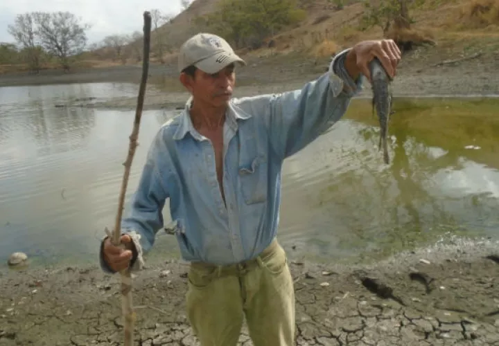 En la llamada represa de La Laja, ubicada en el corregimiento de Villa Lourdes, en la provincia de Los Santos, este gran reservorio se ha agotado por encima del 85 por ciento.