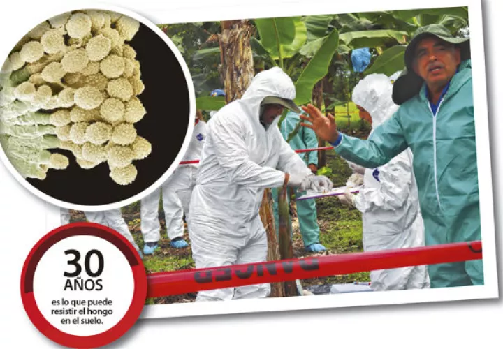 Las autoridades prohibieron  ingresar al país cualquier material proveniente de plátano y banano.