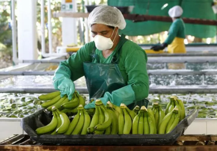  Aconsejan reforzar los estudios y diagnósticos de posibles casos de fusarium en variedades americanas.