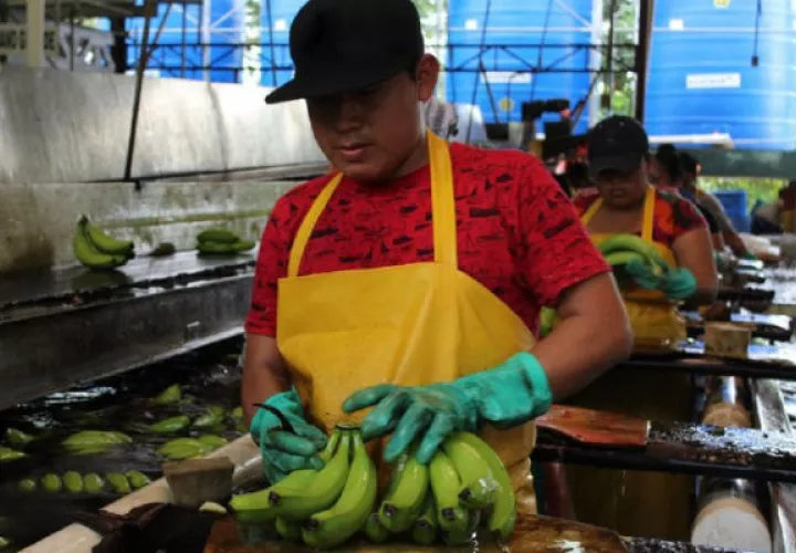 El hongo ataca la planta del banano. Foto: Mida.