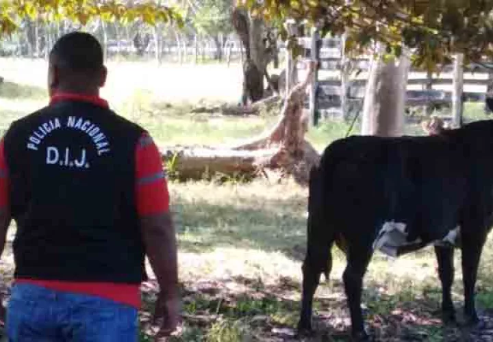 Dos de las personas condenadas eran empleados de la finca donde cometían los el hurto de los animales.