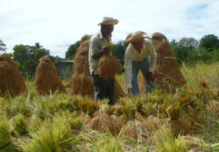 El pago que hará el Instituto de Mercadeo Agropecuario corresponde a las cuentas por pagar por más de $26 millones.