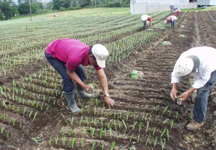El IMA tiene deudas con los productores y proveedores por más de 50 millones de dólares. Foto/Archivo