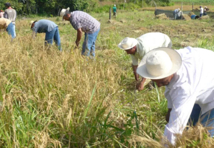 Panameños consumen más de 7 millones de quintales de arroz. Archivo