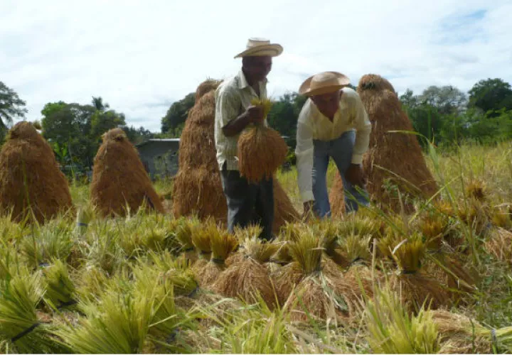 Productores aseguran que en este momento no es necesario importar  arroz. Archivo