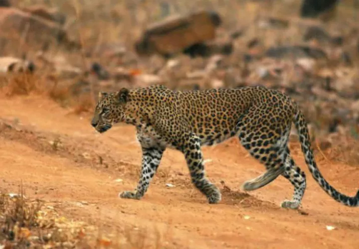 El personal de la escuela Vibgyor International en Bangalore, India, se llevó un susto cuando un leopardo atacó a las personas. EFE