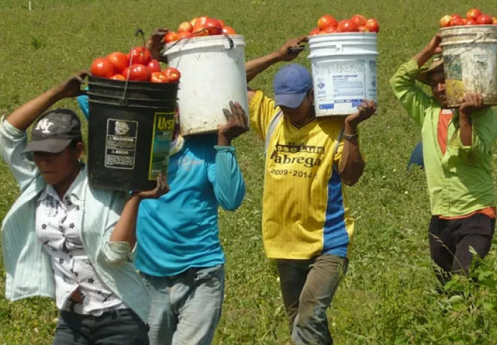 Tradicionalmente la región produce unas 200 hectáreas de tomate industrial, pero para este periodo de cosecha que iniciará a mediados de marzo, la producción disminuyó a 160 hectáreas. Foto/Thays Domínguez