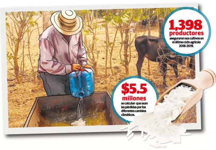 Los productores temen que la sequía se extienda por más tiempo.