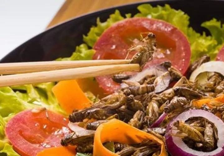 "En un futuro podríamos adaptar nuestros regímenes alimentarios al consumo de insecto para aumentar el nivel de contenido de antioxidantes". FOTO/EFE