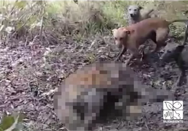 La pena por la caza de este jaguar podría ser de 2 a 4 años de prisión. Foto Cortesía