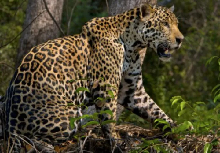 Investigan muerte de jaguar que se reproduce en redes sociales. Foto ilustrativa