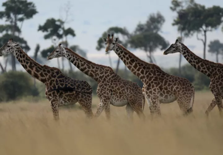 Desde 1985, las poblaciones de jirafas han caído 40 por ciento por toda África. Una reserva nacional en Kenia. Foto/ Goran Tomasevic/Reuters.
