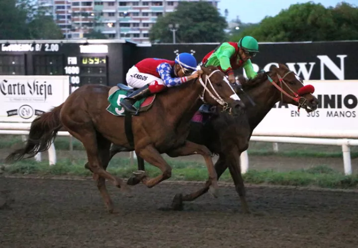 Miami Love será favorito ante la octava serie.