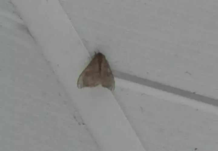 Para controlar la dermatitis a los estudiantes de La Chorrera causada por la "Mariposa Negra" se está recetando el uso de cremas.