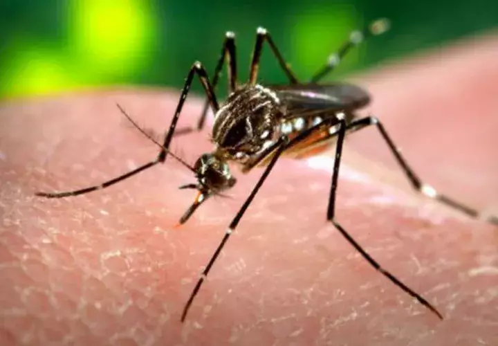 Unas 26,000 casas han sido analizadas por los casos del virus del Zika en la India. EFE
