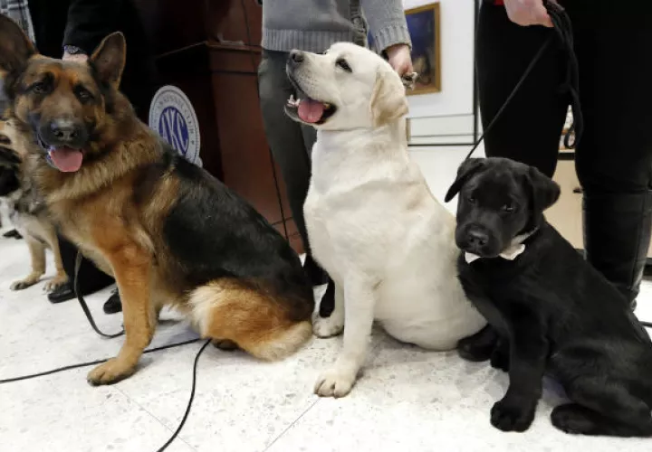 Un  Shepard Woolfie alemán (izq), un Labrador retrievers Lincoln (centro), y un Rummy posan en el Museo del Perro en New York. Foto: AP.