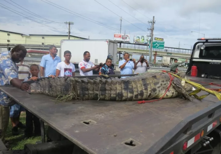El año pasado, un enorme lagarto fue sacado de uno de los afluentes de desagüe pluvial, en el área de los Cuatro Altos.
