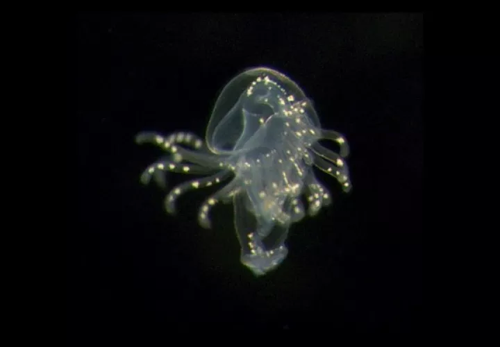 Una larva de foronídeo recolectada en la provincia de Bocas del Toro