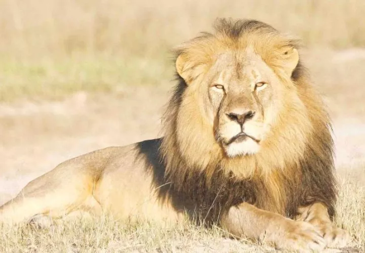 El año pasado el león se ganó el mote de "Spook" _"Fantasma'' en la lengua afrikáans. Foto/AP_