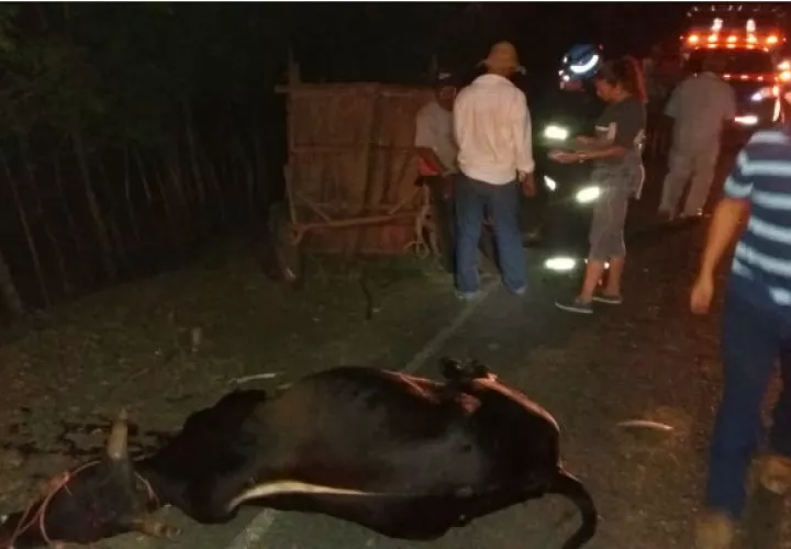 El accidente registrado con el animal en Los Santos. @tvntrafico