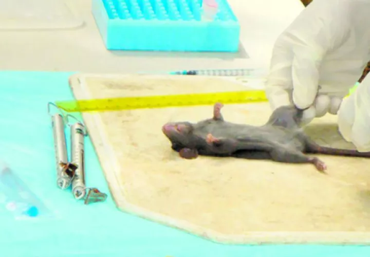 Los primeros casos de infección por hantavirus en Panamá se registraron a finales de 1999 . Foto/Archivos