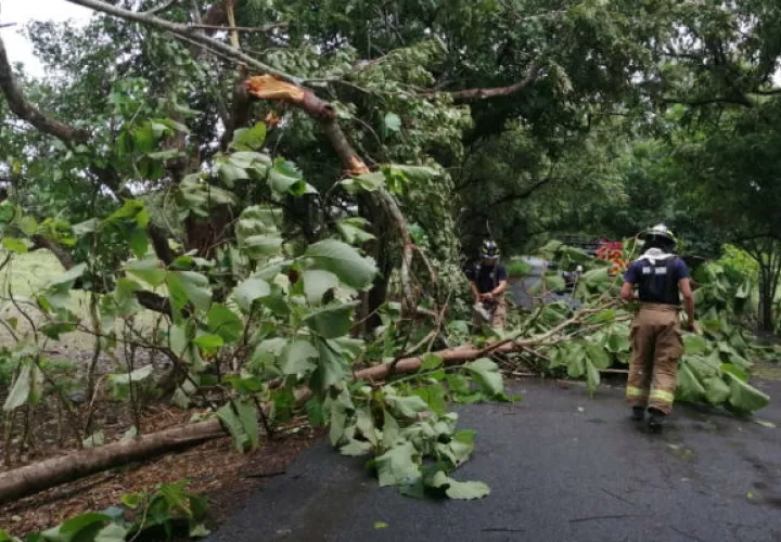 Árboles cayeron en las carreteras por los fuertes vientos. Foto: Diómedes Sánchez S.  