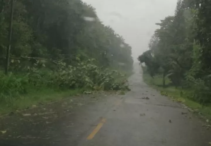 Árboles cayeron en las carreteras por los fuertes vientos. Foto: Diómedes Sánchez S.  