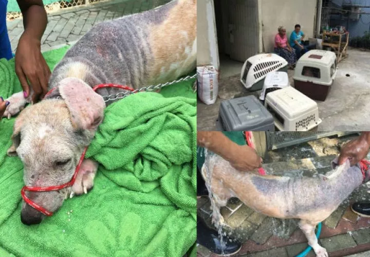 Maltrato animal en Panamá se incrementa a pesar de ley que castiga esa conducta. Foto: Panamá América.
