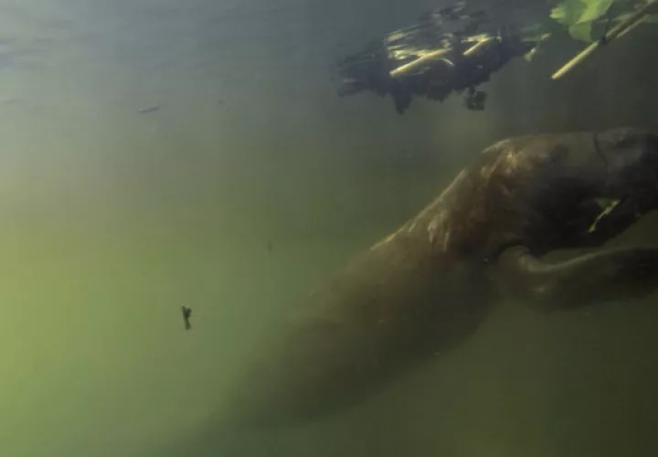 Un manatí se alimenta en el área protegida de San San-Pond Sak. Imagen: Cortesía Smithsonian