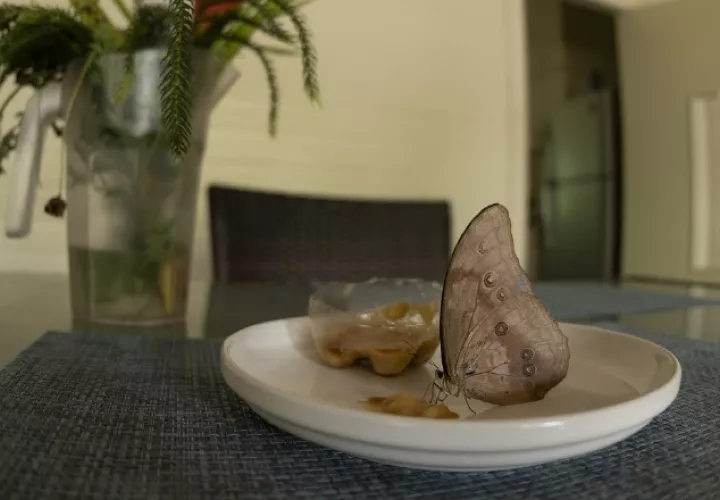 Esta mariposa Morpho se le invitó a almorzar con plátanos podridos. Sebastián Mena