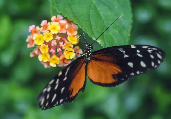 Como su nombre lo indica, Panamá es tierra rica en mariposas. Foto: Pixabay