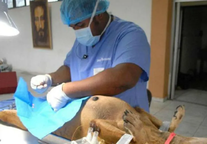Hay 350 médicos veterinarios a servicio del Estado y se necesitan 1,200 en el país. /Foto: Archivo