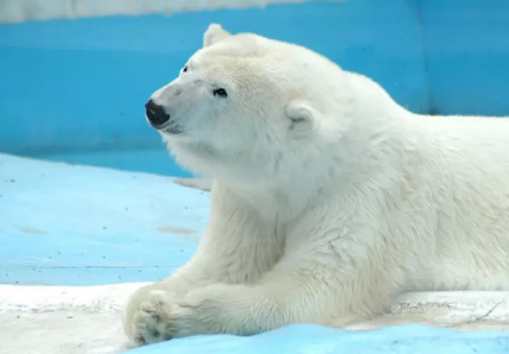 La osa polar Yupik sufría una cardiopatía dilatada. Foto: EFE.