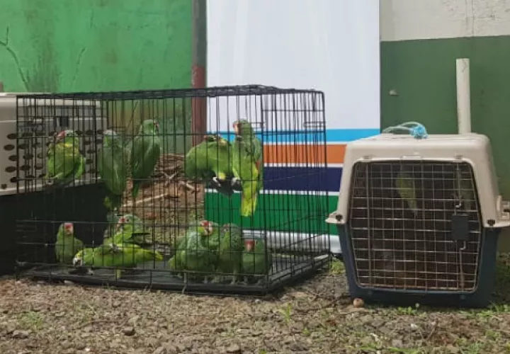 Los animales fueron encontrados algunos en jaulas.. Foto: Mayra Madrid. 