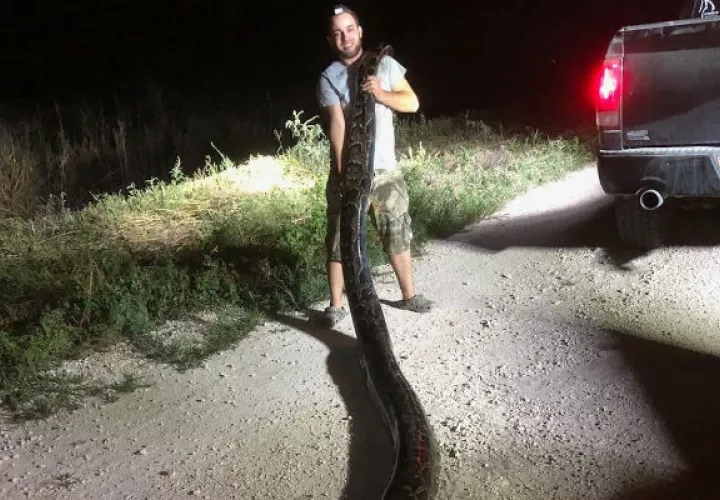Kyle Penniston sostiene la serpiente pitón birmana en los Everglades en Miami, Florida. Foto: EFE.