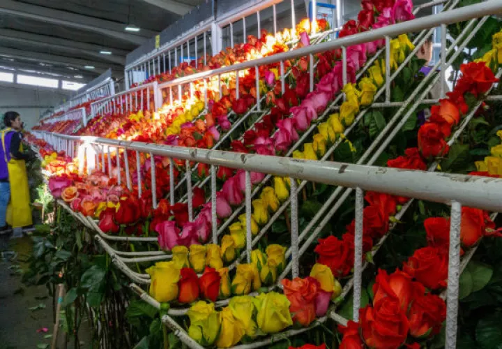 Se estima que 89 millones de flores pasarán este año por el Aeropuerto Internacional de Miami. Foto: EFE.