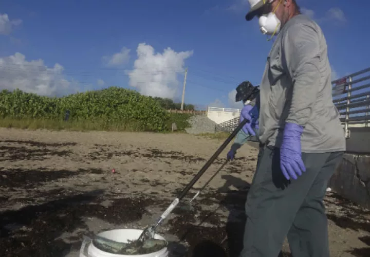 Trabajadores de Palm Beach County Parks recogen peces muertos.  