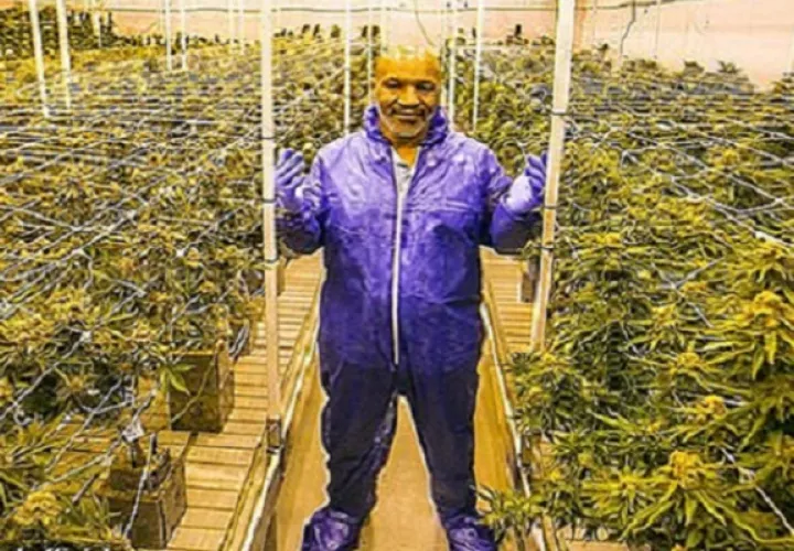 Mike Tyson tiene un rancho de cultivo de marihuana.