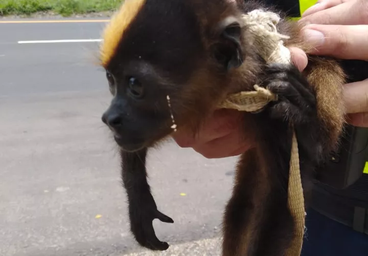 Las unidades policías lograron rescuperar el animal y enviarlo a la institución que se encarga de su protección, para que sea devuelto a su habitad. Foto/Mayra Madrid