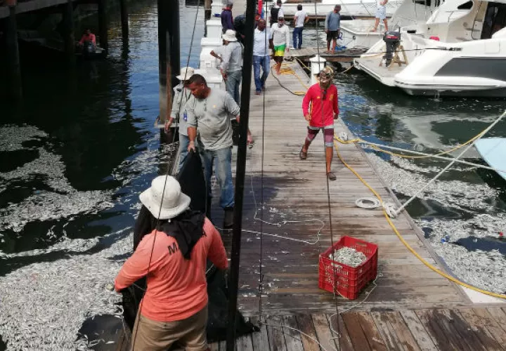 Muelle en  Isla Flamenco en el Causeway de Amador. 