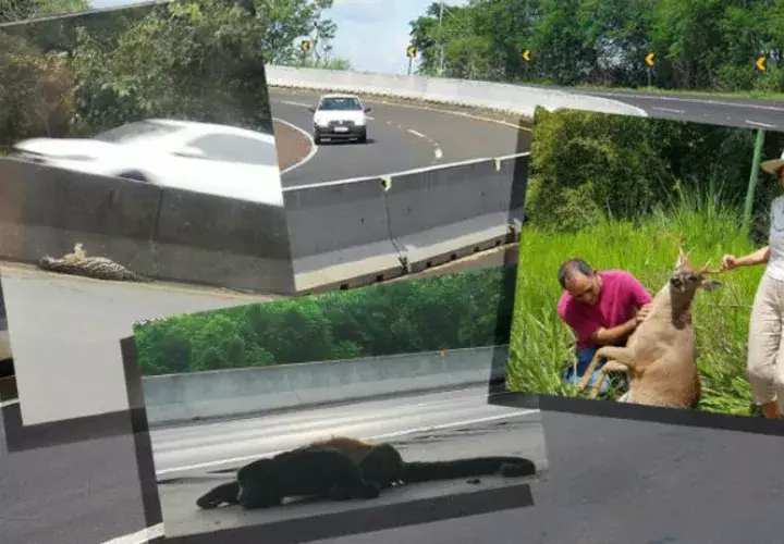 En diversos puntos del país se repite la trágica escena de animales atropellados, tratando de cruzar el muro divisor. Cortesía